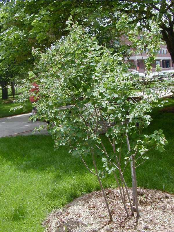 'Autumn Brilliance Serviceberry' (Amelanchier x grandiflora)